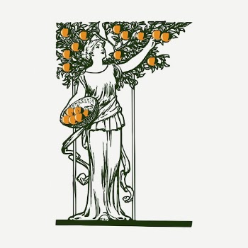Woman picking oranges, vintage illustration | Free PSD Illustration - rawpixel