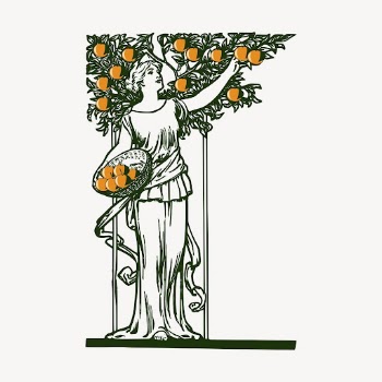 Woman picking oranges, vintage illustration | Free Vector Illustration - rawpixel