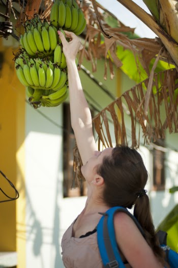 Woman Picking Unripe Bananas