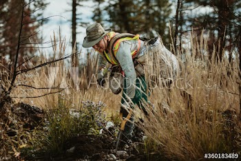 Woman planting saplings in forest