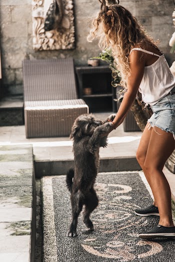 Woman Playing With Short-coated Gray Dog