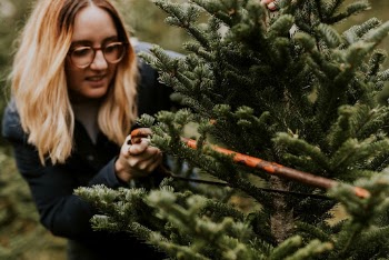 Woman sawing a Christmas tree | Free Photo - rawpixel