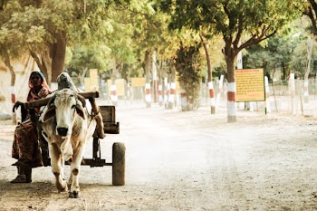 Woman Sitting on Brown Wooden Buffalo Trailer Surrounded by Trees