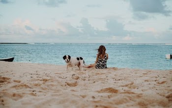 woman sitting on shore beside Saint Bernard puppy at daytime
