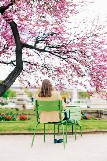 Woman Sitting Under Cherry Blossom Tree