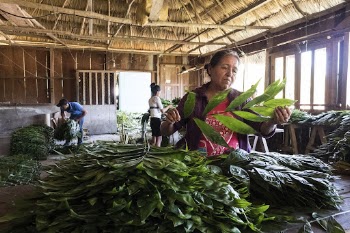 Woman sorting xate leaves, Uaxactun, | Free Photo - rawpixel