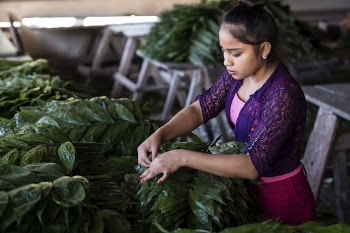 Woman sorting xate leaves, Uaxactun, | Free Photo - rawpixel