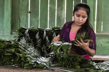 Woman sorting xate leaves, Uaxactun, | Free Photo - rawpixel