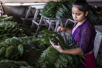 Woman sorting xate leaves, Uaxactun, | Free Photo - rawpixel