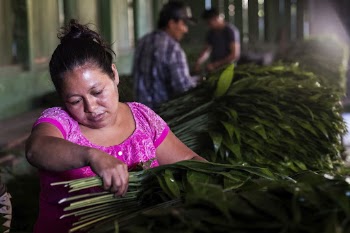 Woman sorting xate leaves, Uaxactun, | Free Photo - rawpixel