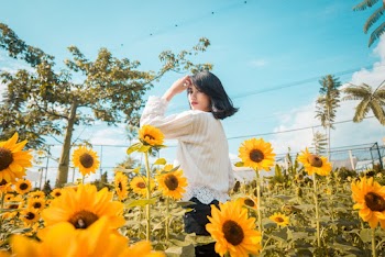 Woman Standing Beside Sunflowers