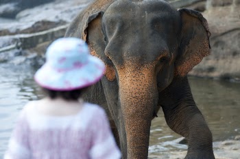Woman Standing in Front of Black Elephant