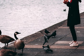 Woman Standing in Front of Body of Water Surrounded With Birds