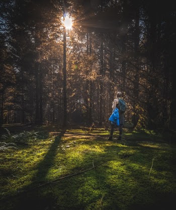 Woman Standing in Tree