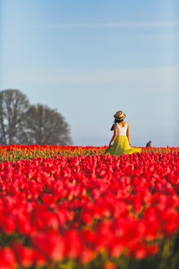 Woman Standing on Red Petaled Flower Field