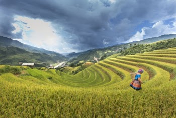 Woman Standing on Rice Field