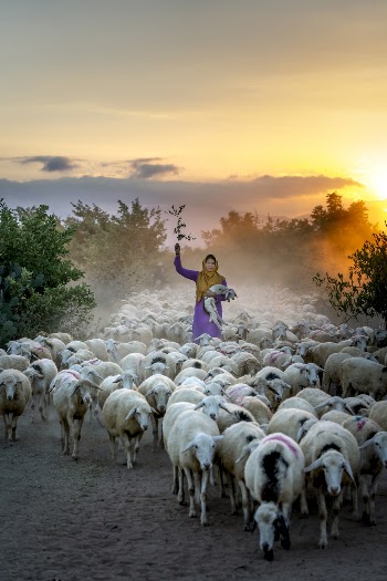 Woman Standing Surrounded by Herd of animals