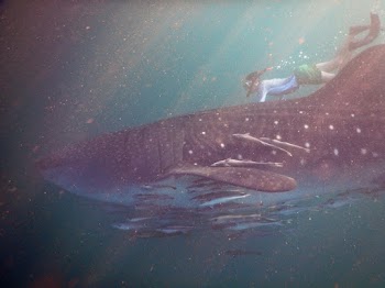 Woman Swimming With Whaleshark