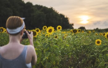Woman Taking Photo of Sunflower Fields