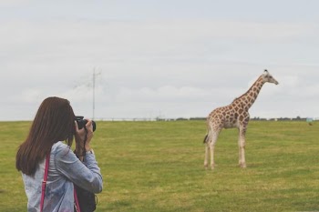          Woman Taking Photos Of A Giraffe Free Photo     