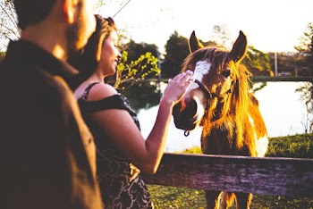Woman Touching A Horse 