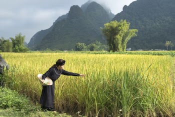Woman Touching Green Plant