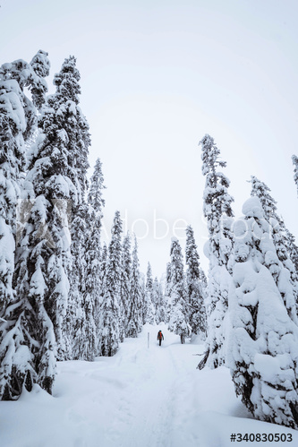 Woman trekking through the snow in Lapland, Finland
