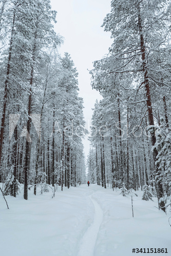 Woman trekking through the snow in  Lapland, Finland
