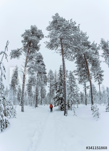 Woman trekking through the snow in  Lapland, Finland