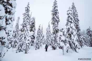Woman trekking through the snow in  Lapland, Finland