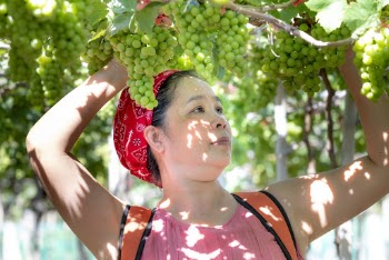 Woman Under Bunch of Grapes