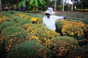 Woman Walking Along Aisle of Flower Garden