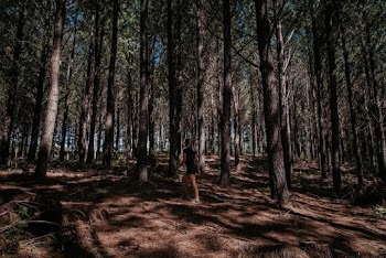 Woman Walking on Forest