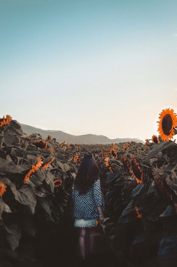 Woman Walking On Sunflower Field