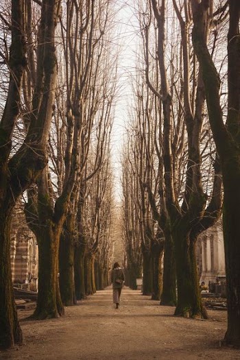 woman walking walking near bare trees during daytime