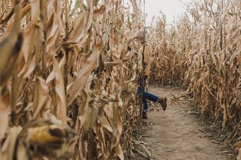 Woman Walks Through Cornfield