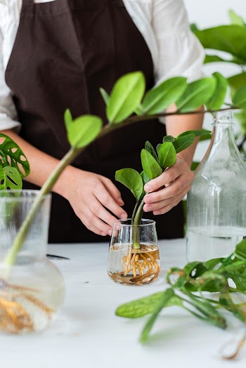 Woman water propagating his houseplants | Free stock photo | High Resolution image