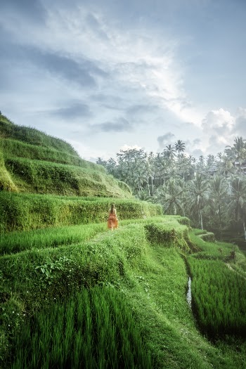 Woman Wearing Red Dress Walking on Green Grassfield