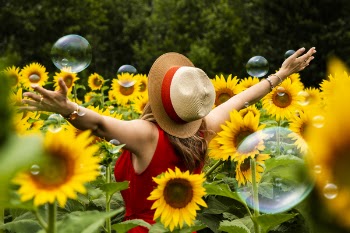 Woman Wearing Straw Hat Standing in Bed of Sunflowers
