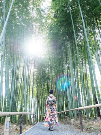 Woman Wears Kimono Walks Between Bamboo Trees