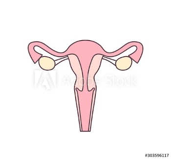 Womb, uterus flat vector illustration