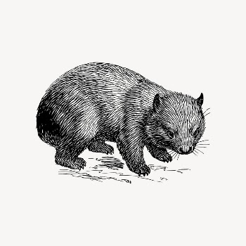 Wombat drawing, vintage animal illustration | Free Vector Illustration - rawpixel