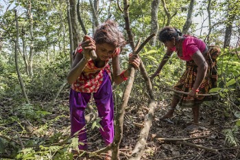 Women collecting woods in forest, | Free Photo - rawpixel