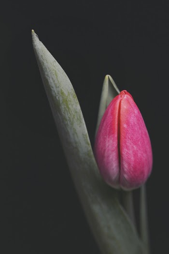 Women’s day tulip