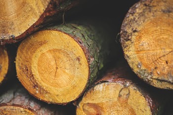 Wood
