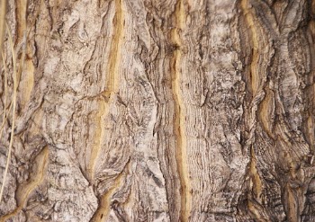 Wood background, rough texture design | Free Photo - rawpixel