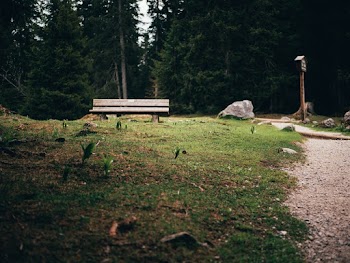 Wood bench and green trees