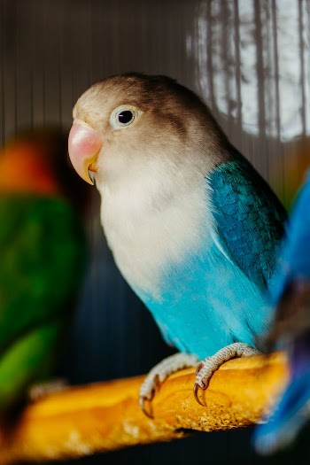 wood bird animal pet