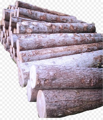 wood brown tree hardwood beige