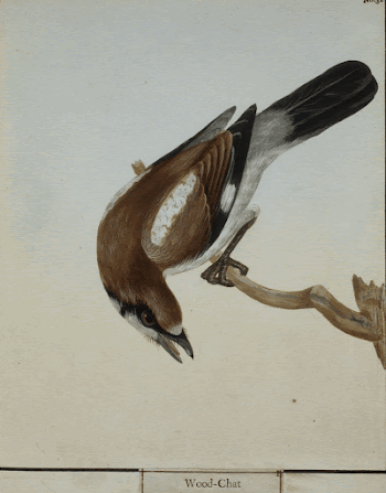 Wood Chat, No. 32. Original | Free Photo - rawpixel